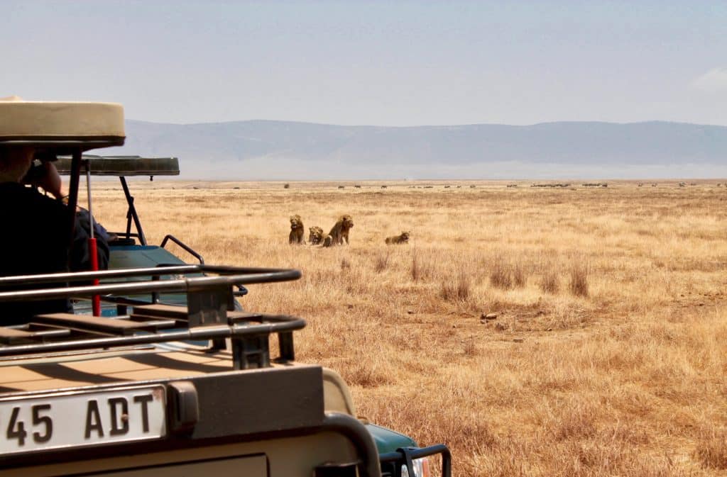 African Safari game drive in Ngorongoro Crater Lion Tribe