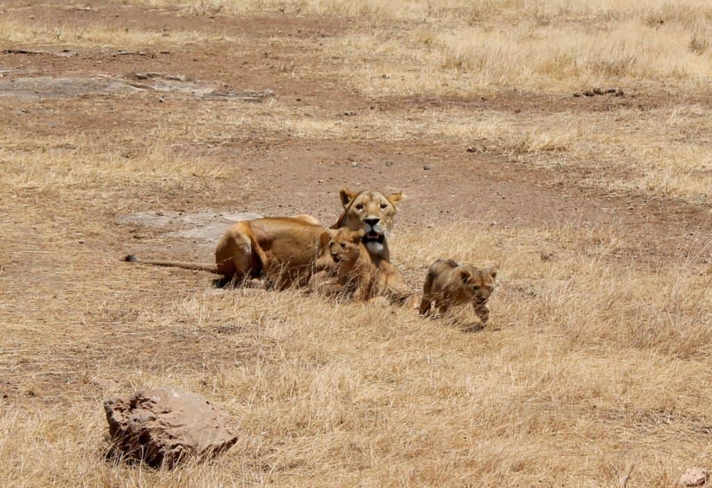 Lion mother with lion cubs in Ngorongoro Crater Tanzania on our African Safari