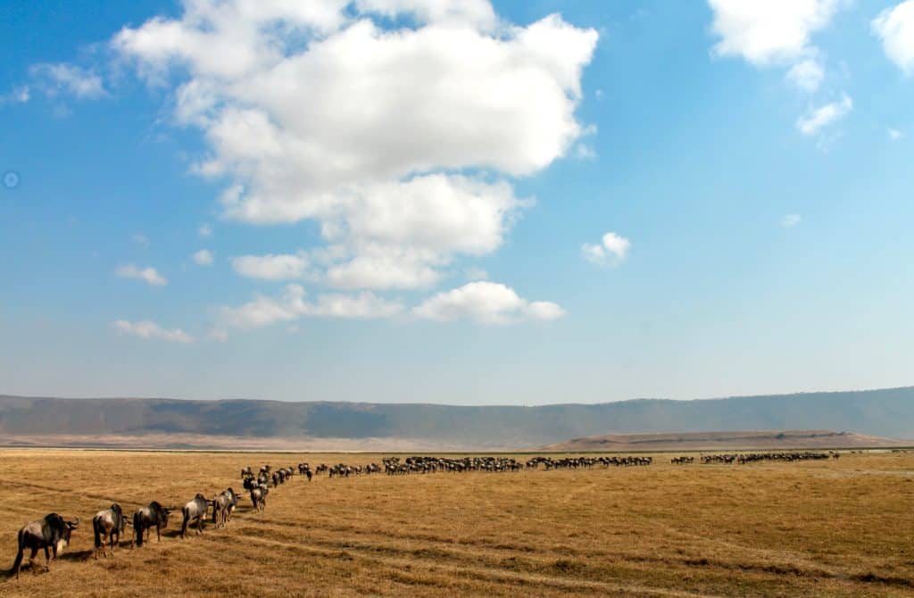 Ngorongoro Crater Wildebeest migration on African Safari Tanzania