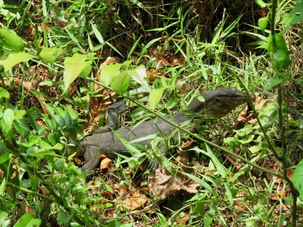 Common Water Monitor at MacRitchie Reservoir and Nature Park