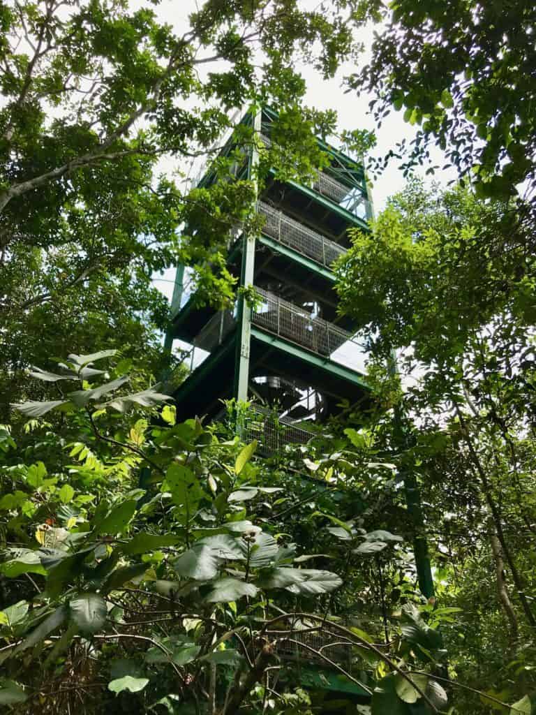 Jelutong Tower in Macritchie Park