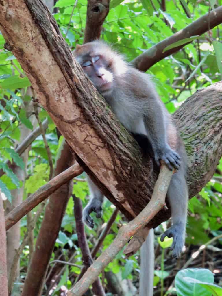 Monkey dozing in the treetops