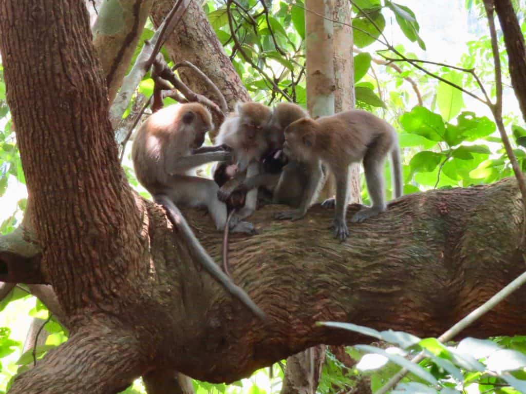 a group of long-tailed macaque monkeys