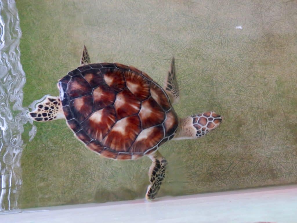medium sized turtle in the turtle sanctuary at Pantai Kerachut