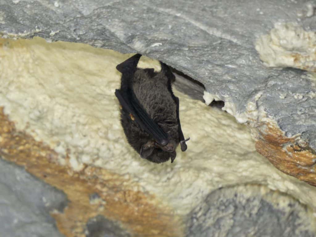 Bat inside Deer Cave at Mulu National Park