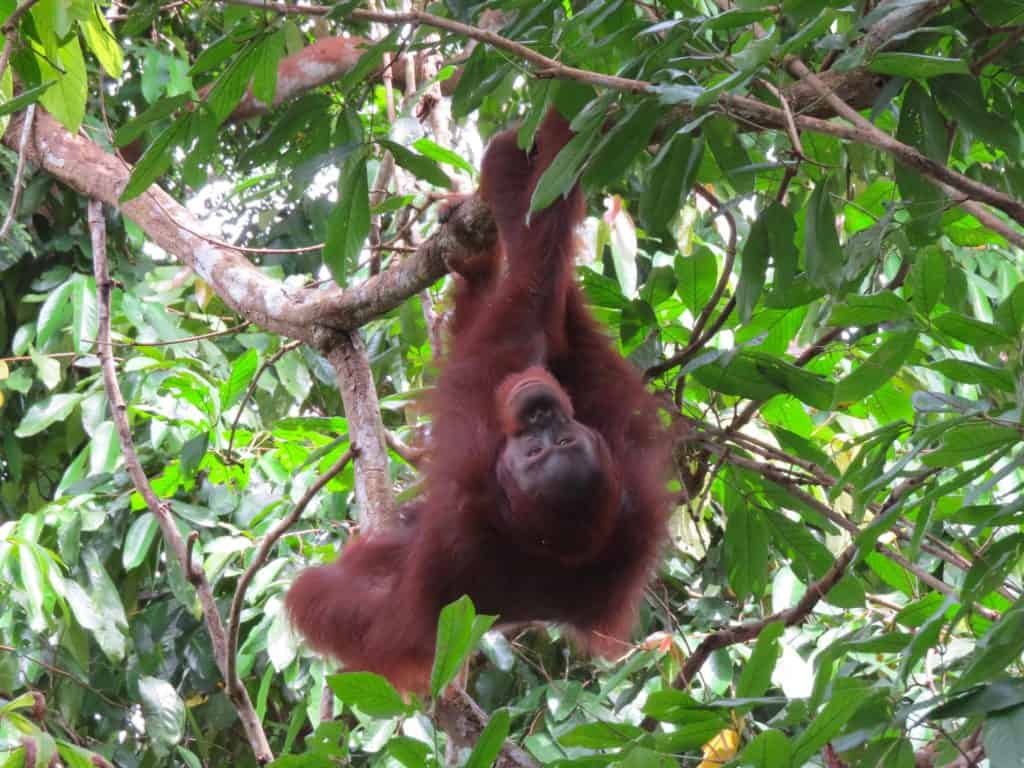 Orangutan hanging upside down in a tree