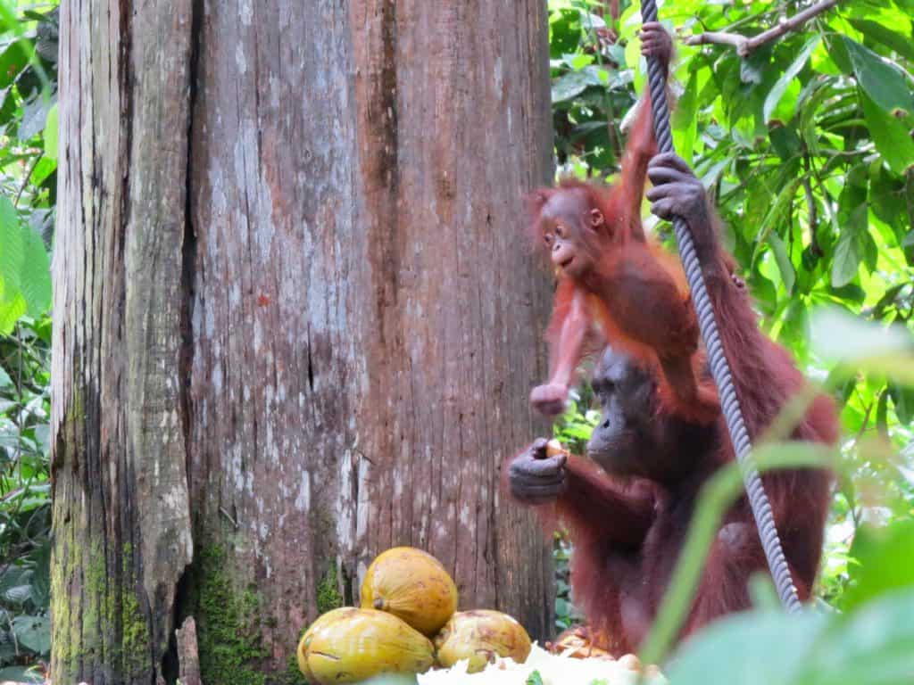 The highlight of the 2 week Borneo itinerary is seeing Orangutans up close