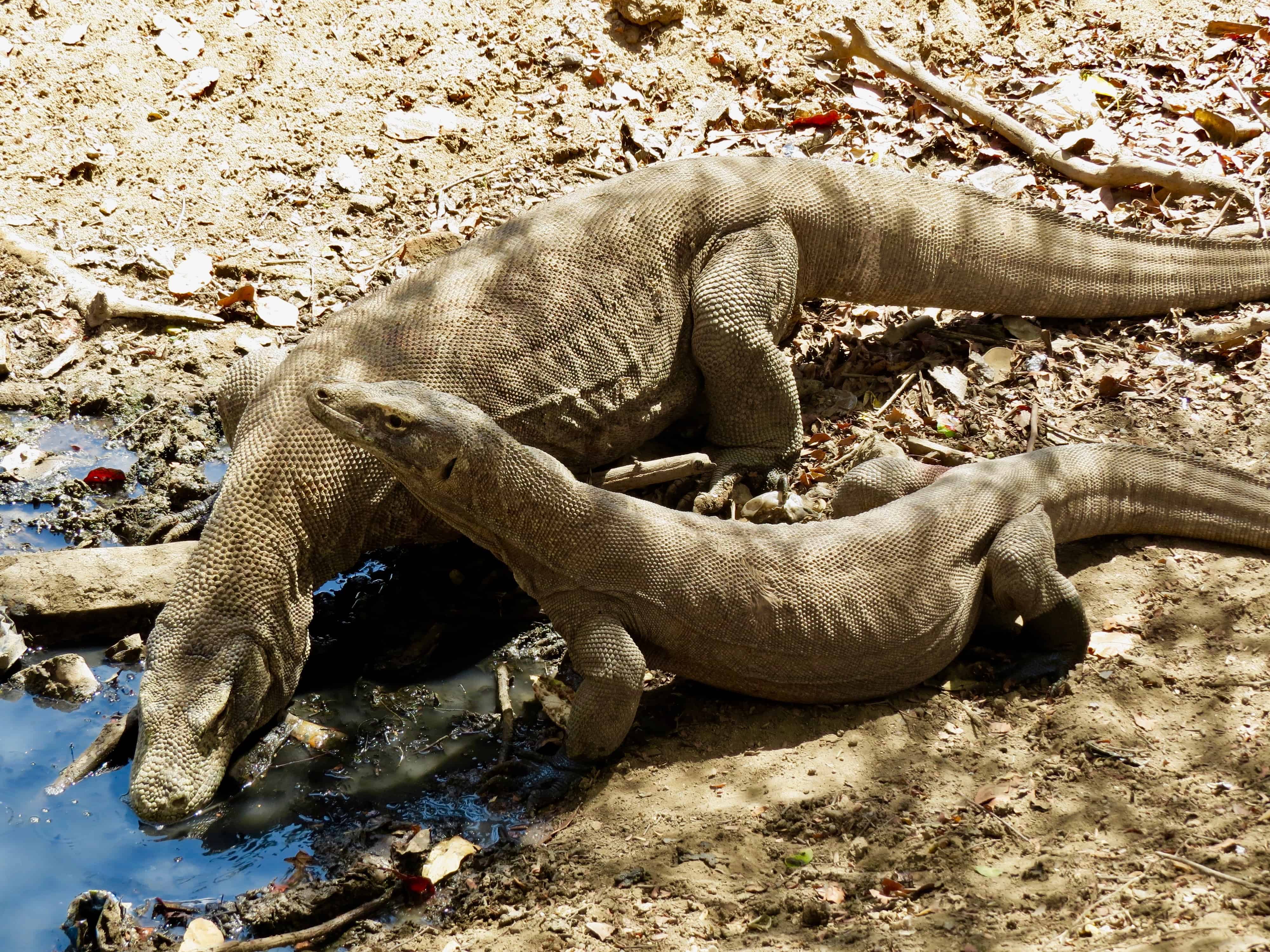 Komodo Dragons on Rinca Island drinking at waterhole