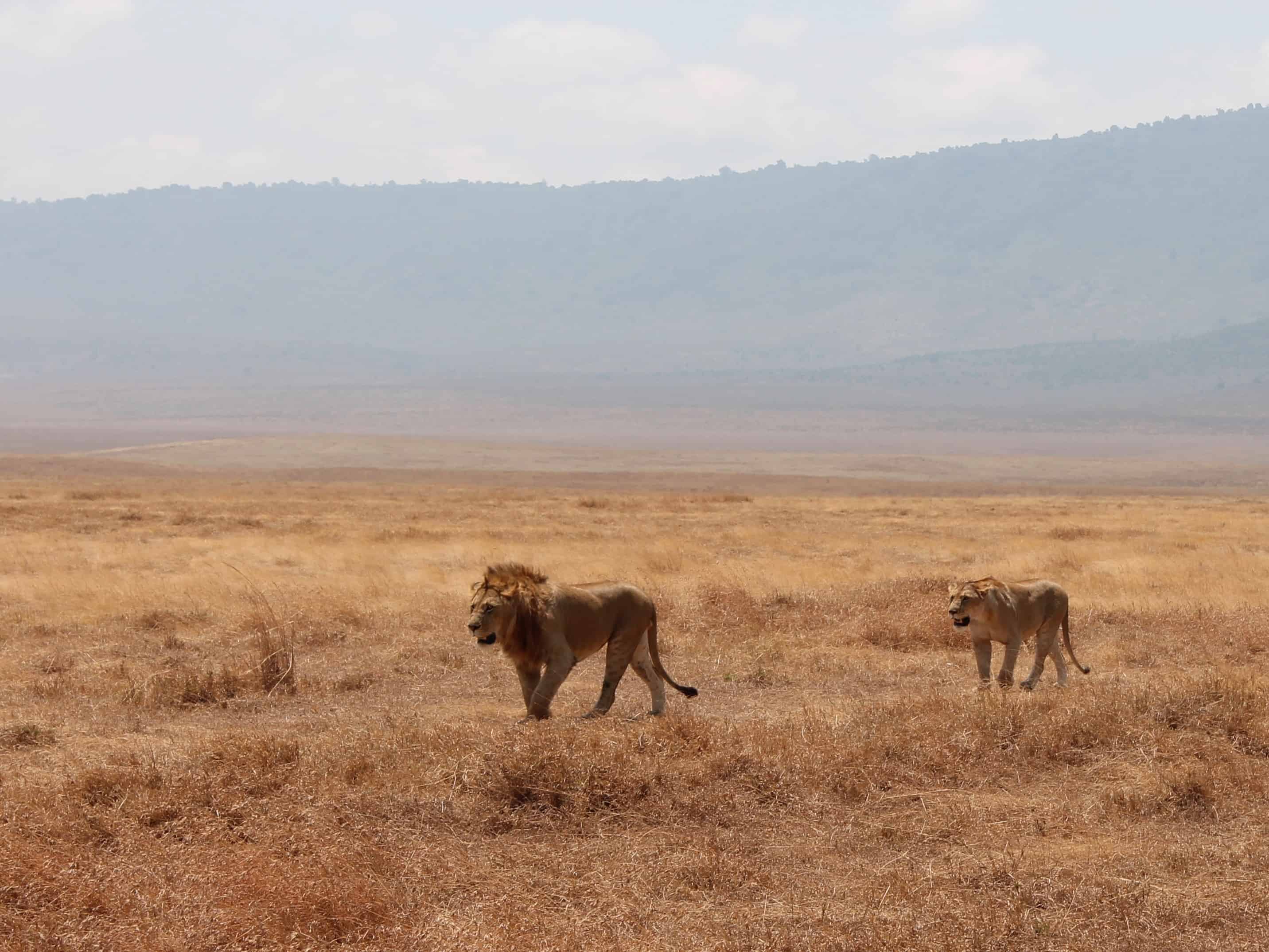 A Safari in Tanzani should be high on your list of places to visit