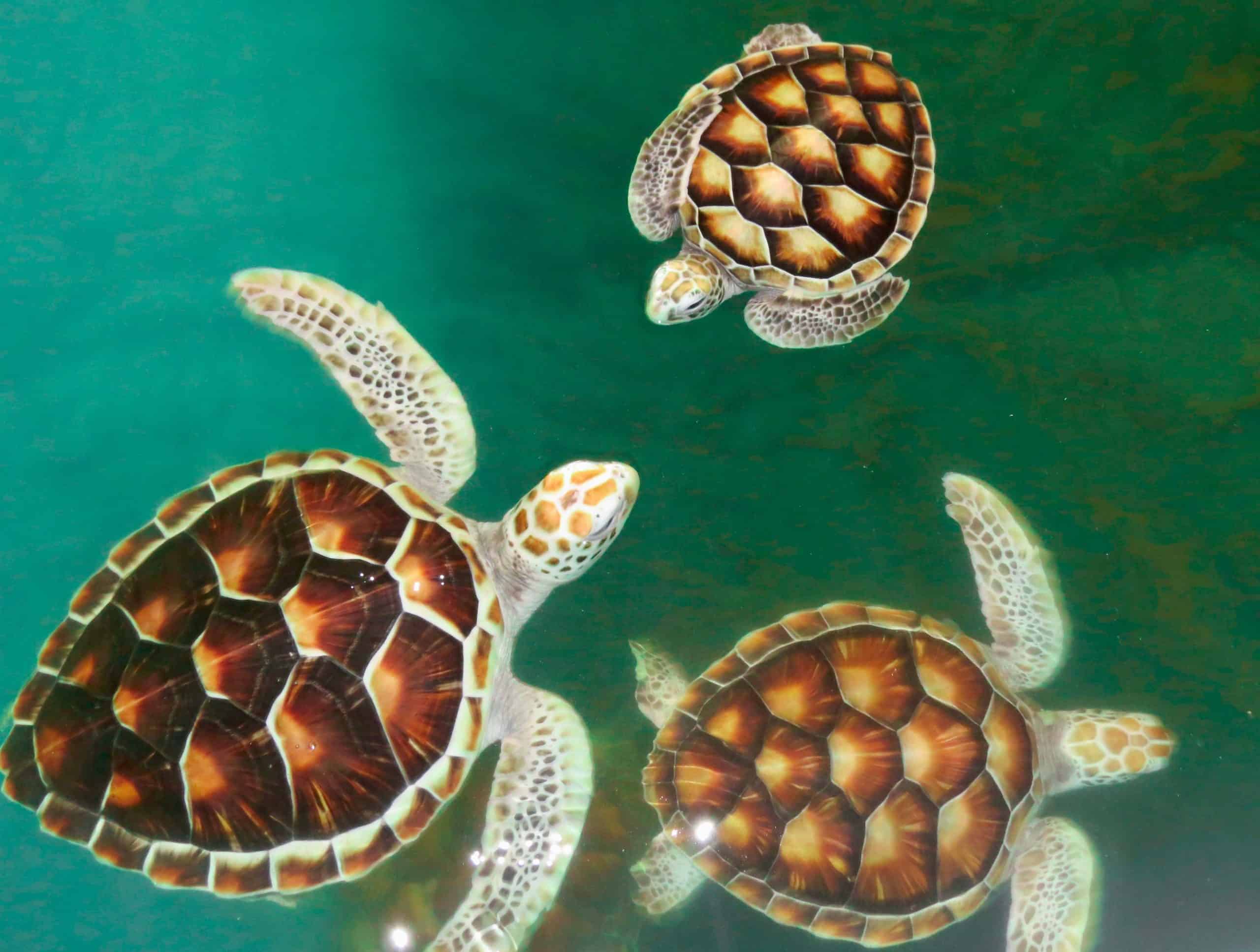 Sea Turtles at Khao Lak Conservation Center