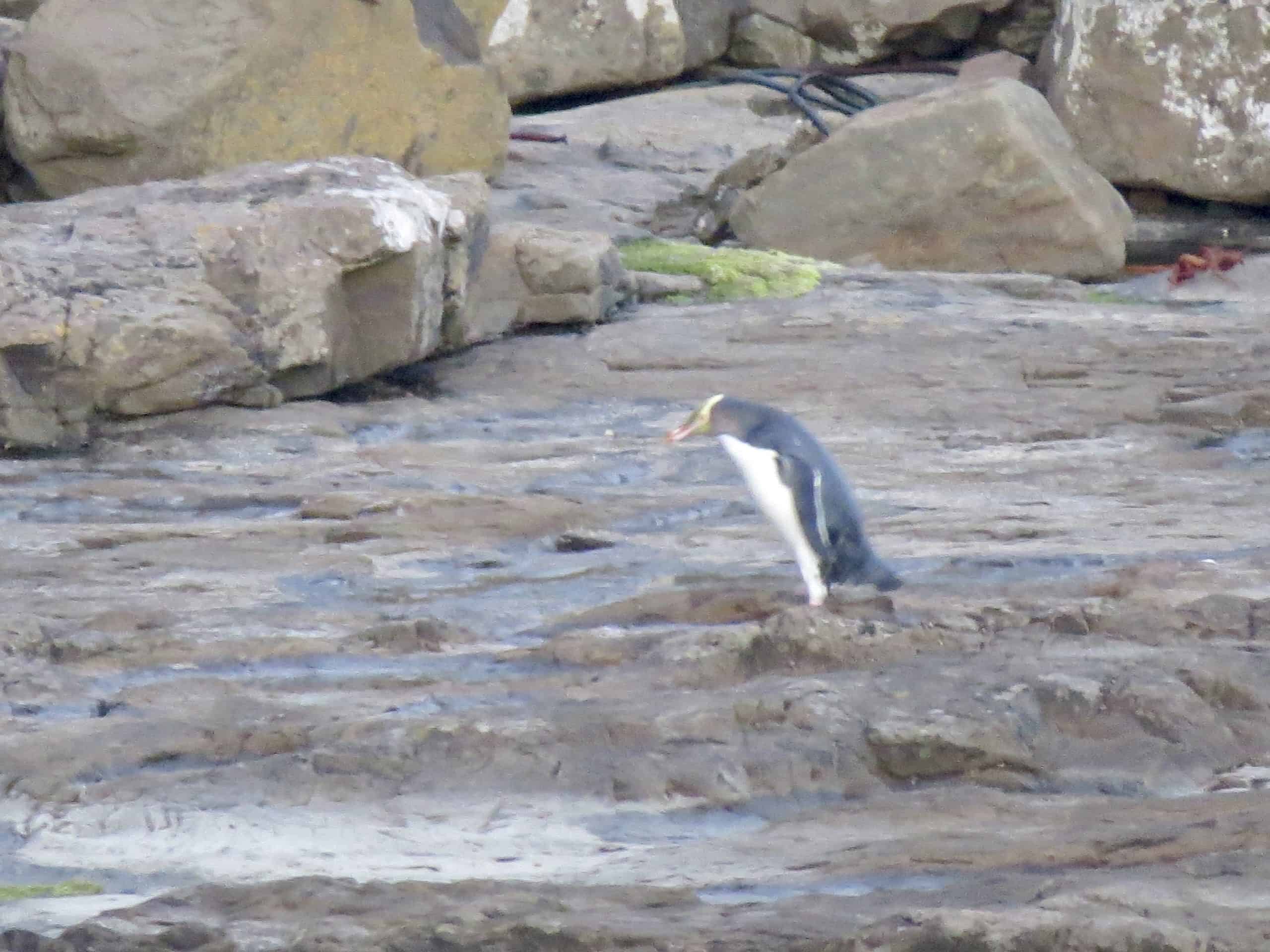 If you're lucky you might spot a Yellow eyed penguin in Curio Bay
