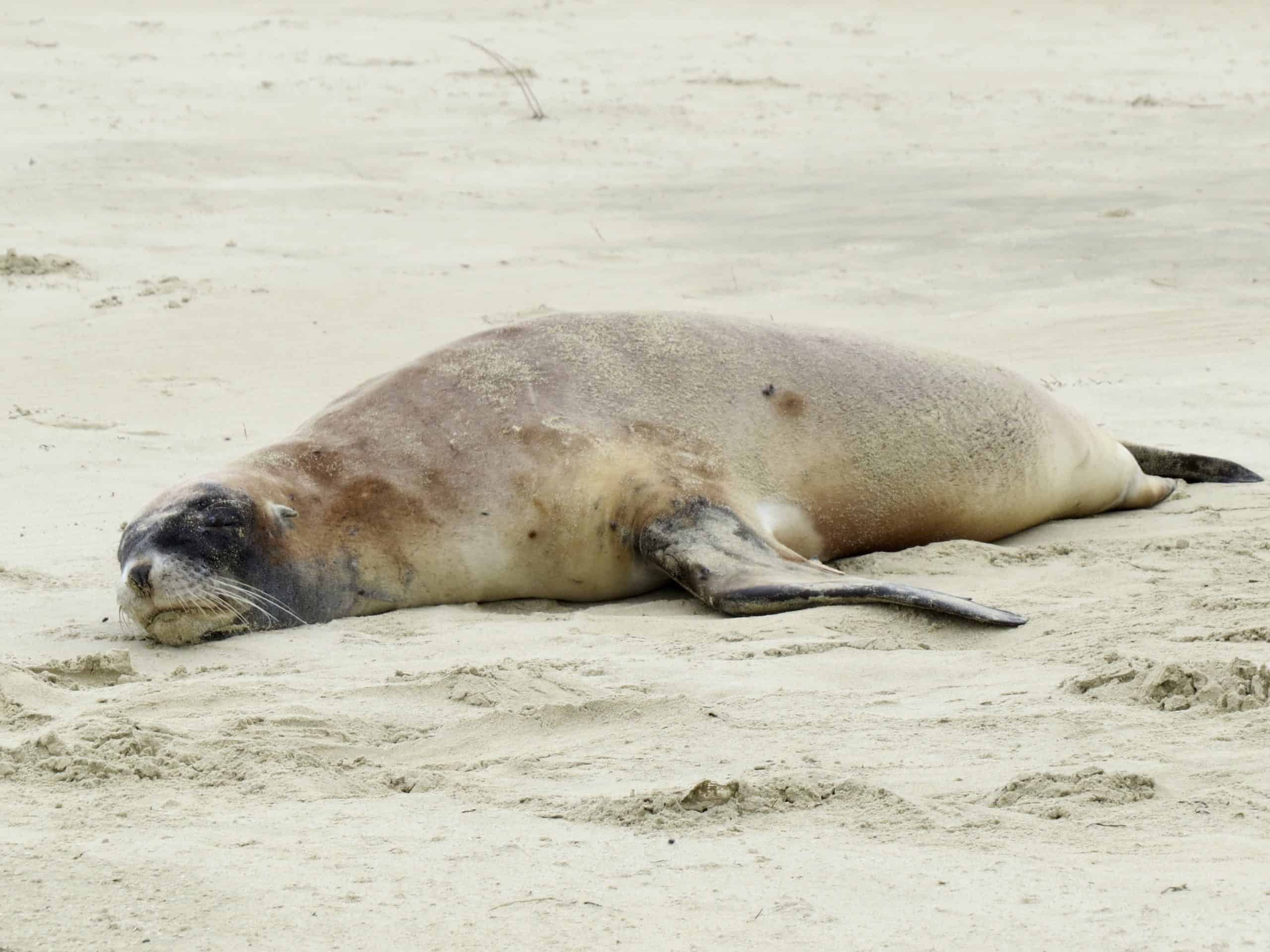 A rare sea lion sleeping on the beach at Surat Bay