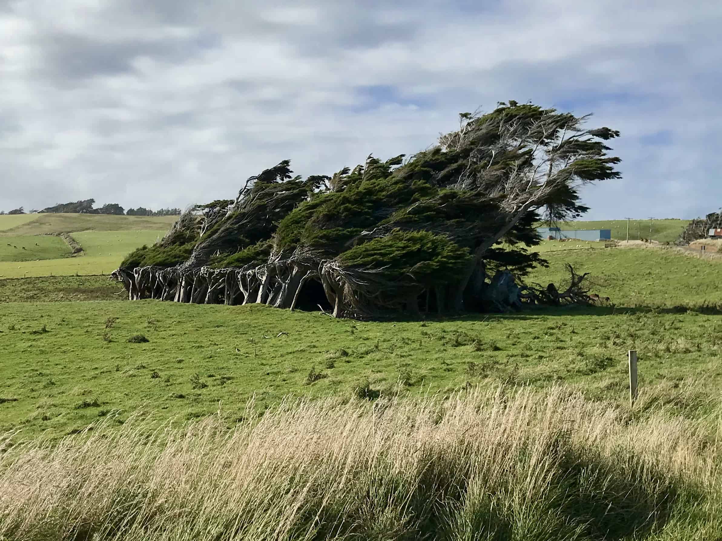Windswept trees at Slope Point in the Catlins Coast